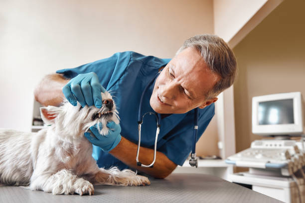 Best 24-Hour Emergency Dental Care in The Plains, OH